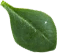 hoja-3
