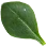 hoja-webp