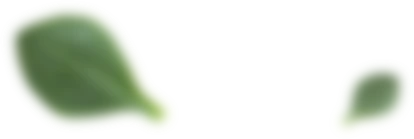 hojas-fondo-webp